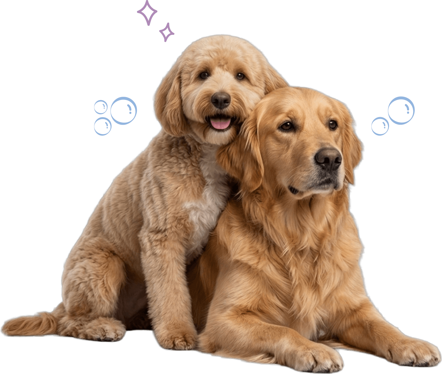 Two freshly groomed golden dogs