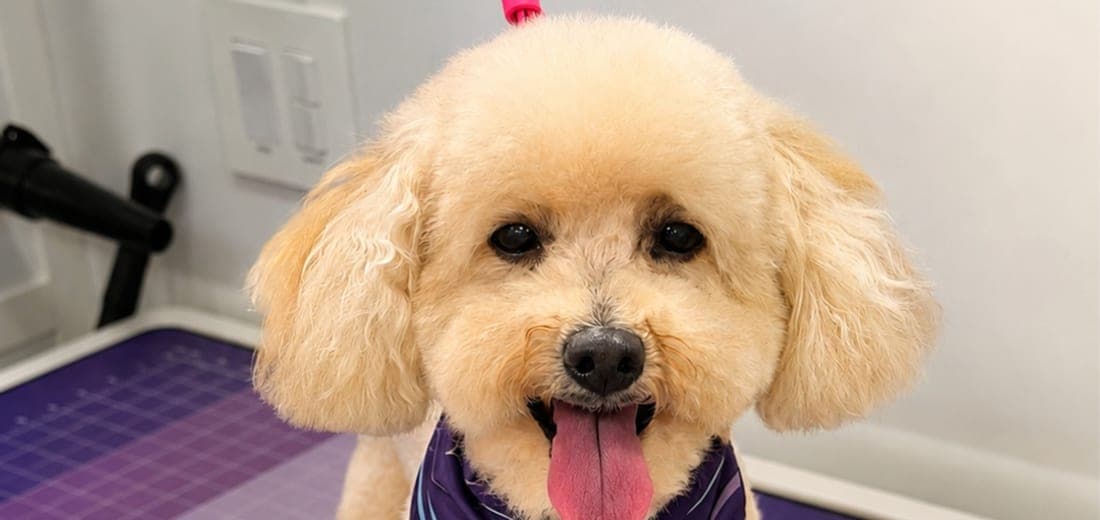 Happy apricot toy poodle wearing a Furvo bandana