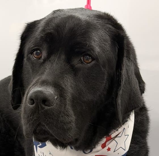 Calm black lab during his at-home spa session