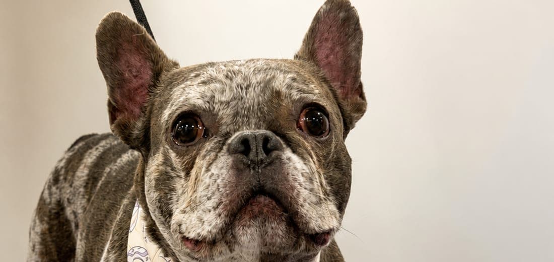 Merle French bulldog in a Furvo bandana after a fresh groom