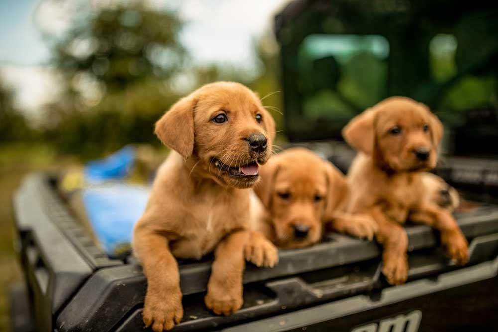 Lab puppies cuddled together