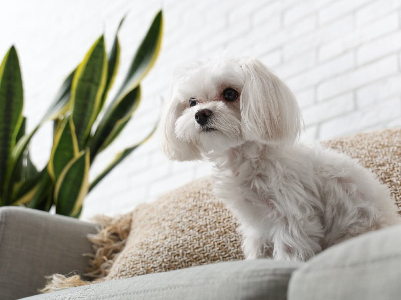 Studio portrait of a freshly-groomed puppy