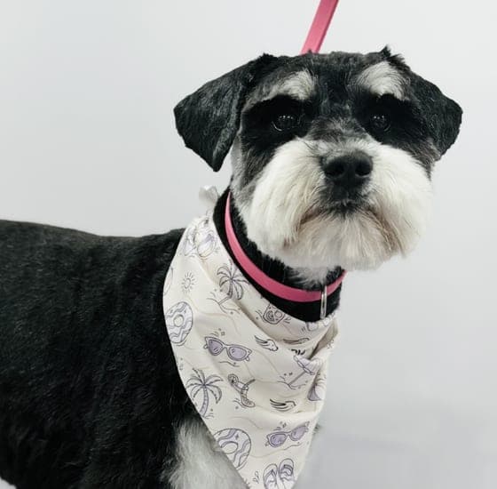 Black-and-silver schnauzer with a fresh cut and summer bandana
