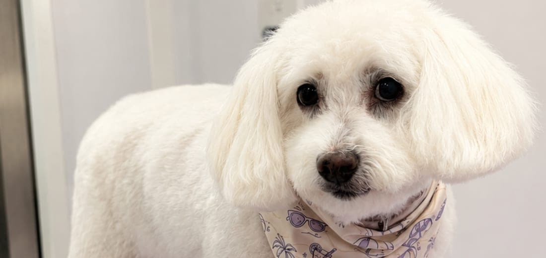 Freshly-groomed white poodle on our mobile spa table